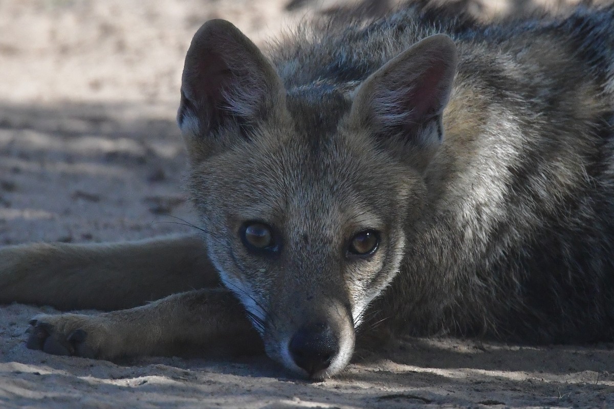 Chilla - ML646475185