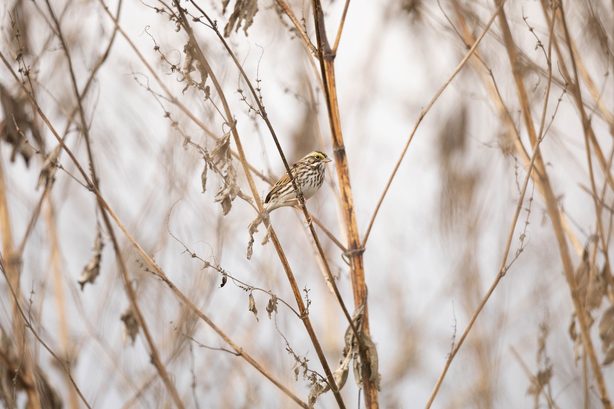 Chingolo Sabanero - ML646475187