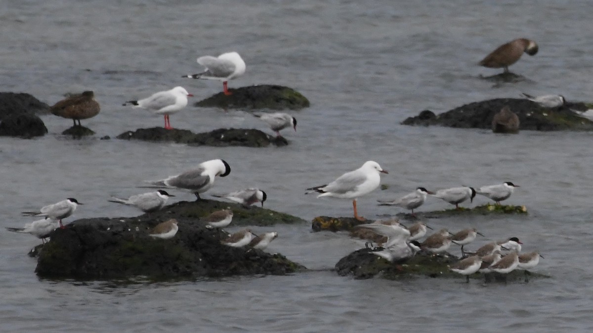 Хохлатая крачка - ML646475192