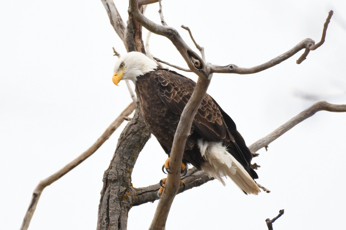 Орлан білоголовий - ML646475196