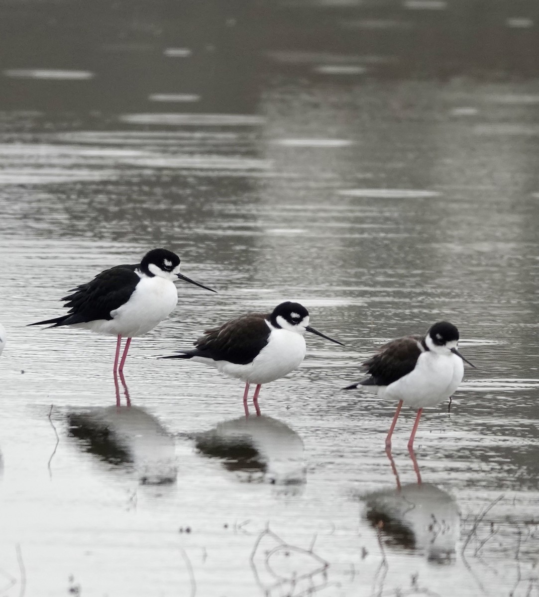 Black-necked Stilt - ML646475197