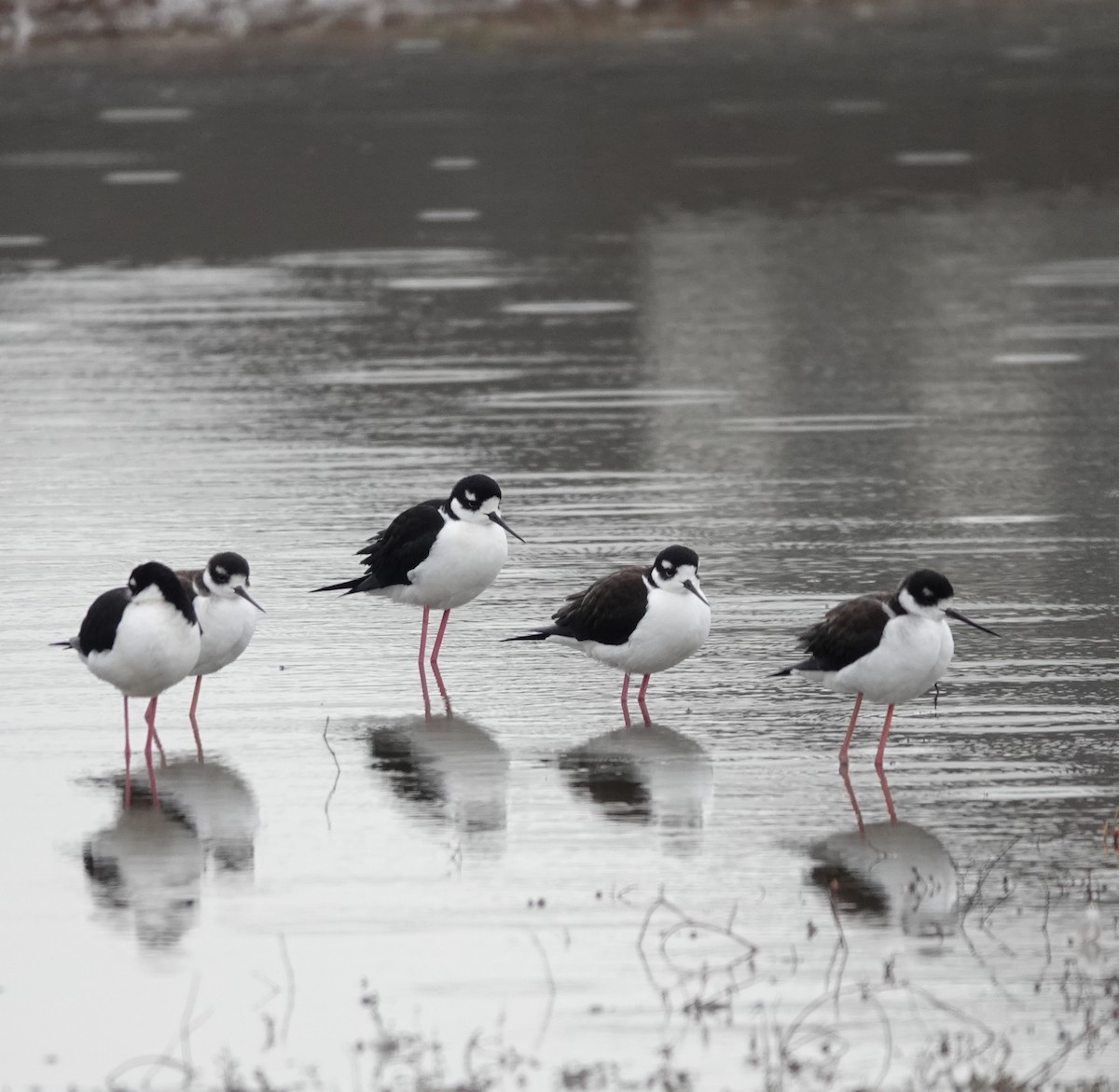 Black-necked Stilt - ML646475199