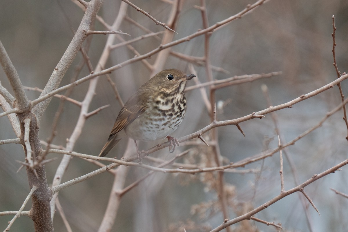 eremittskogtrost - ML646475201