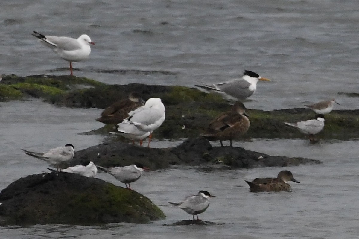 Хохлатая крачка - ML646475204