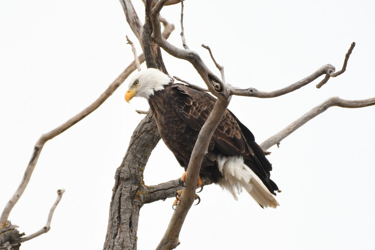 Орлан білоголовий - ML646475205