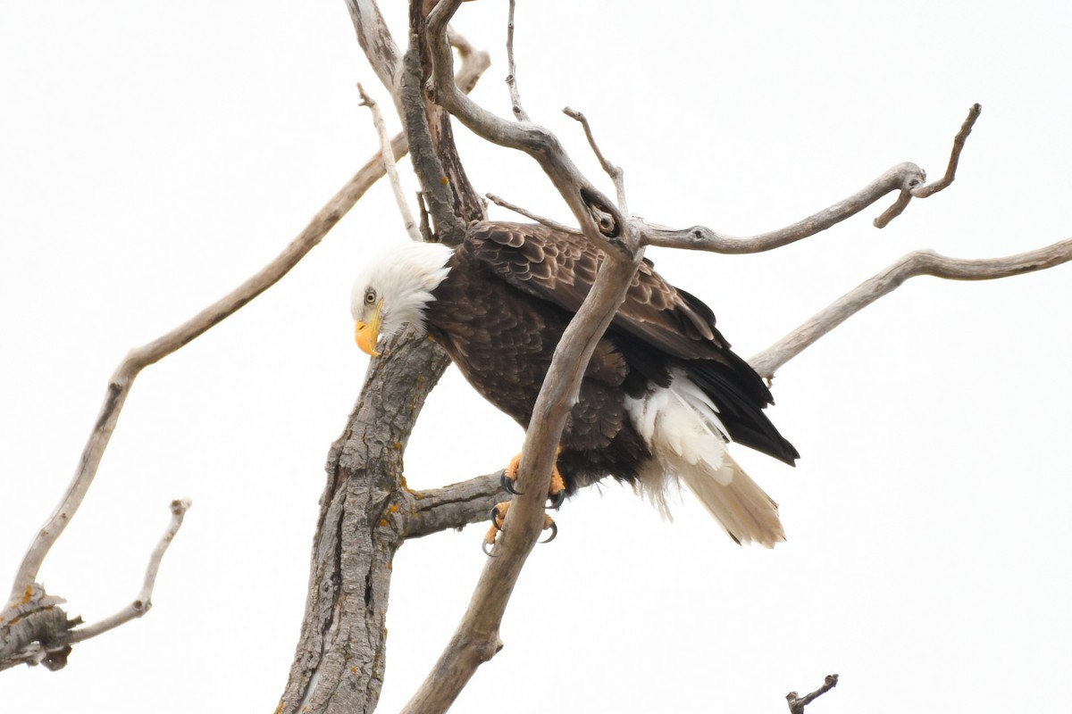 Орлан білоголовий - ML646475206