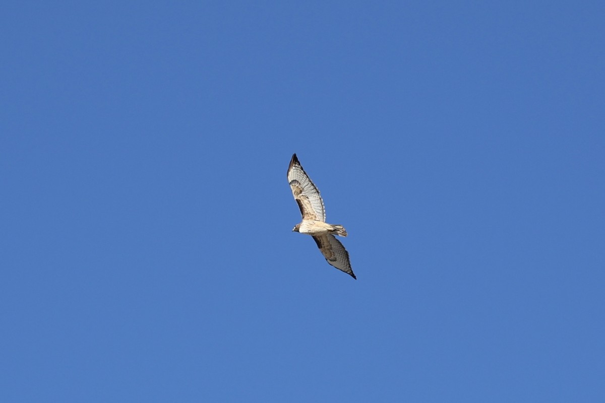 Red-tailed Hawk - ML646475208