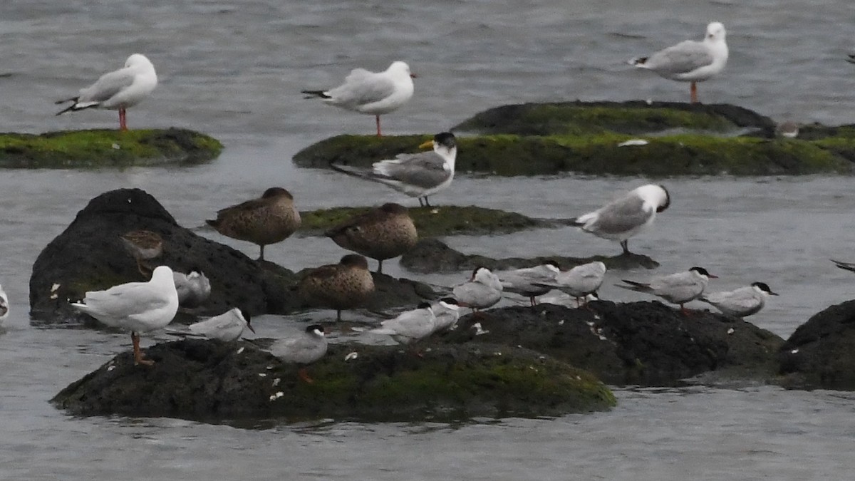 Хохлатая крачка - ML646475213