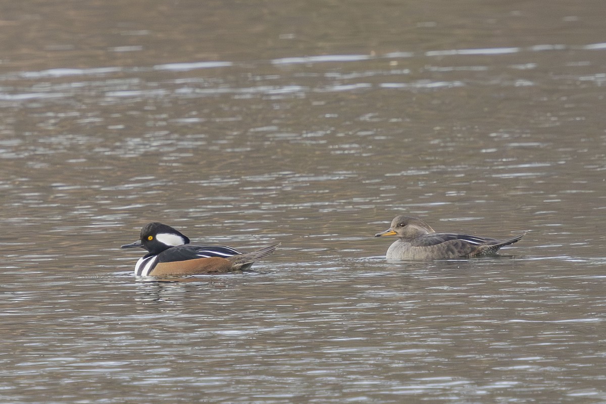 Hooded Merganser - ML646475215