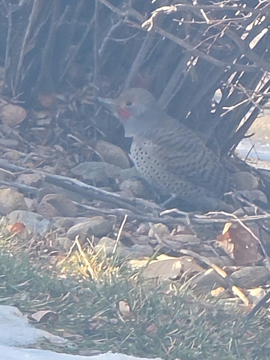 Northern Flicker - ML646475216