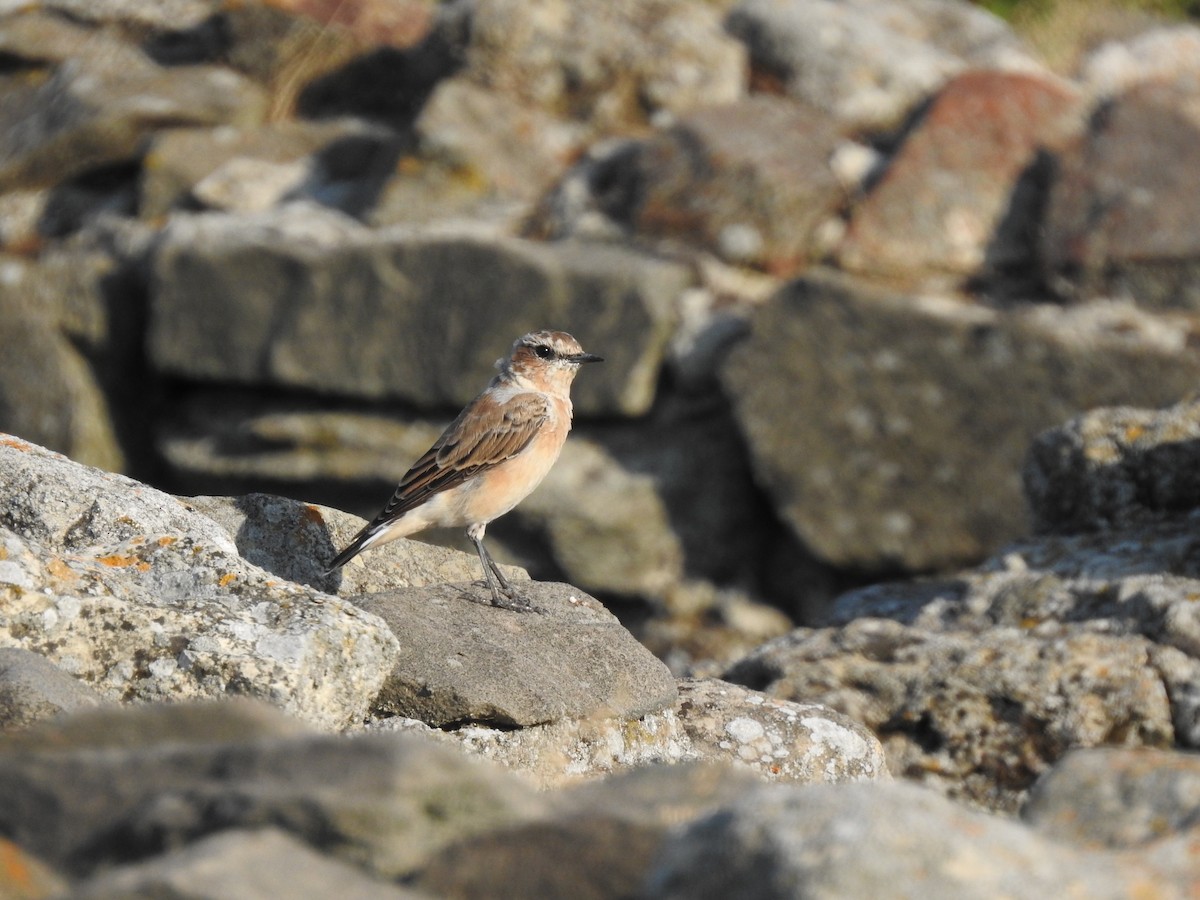 Northern Wheatear - ML646475218