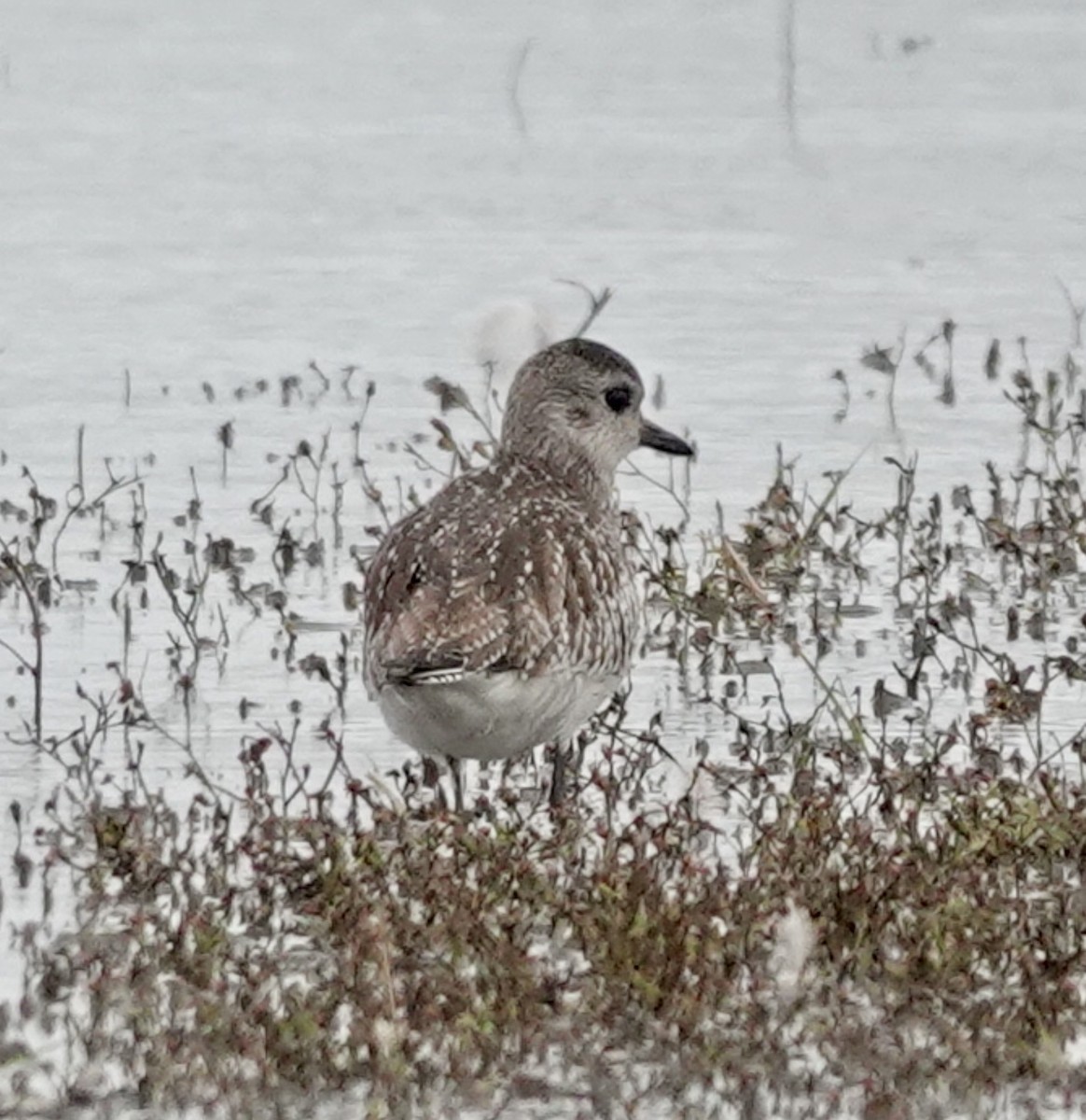 חופזי מנומר - ML646475220