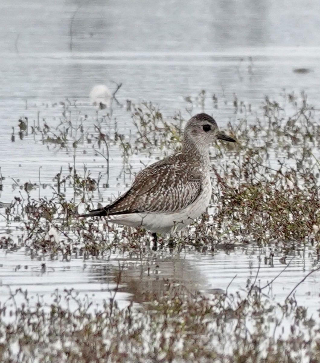 חופזי מנומר - ML646475221