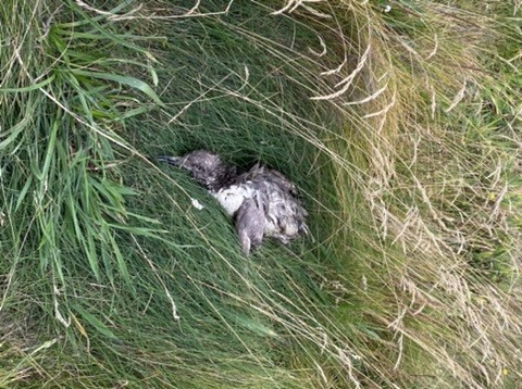 Common Murre - ML646475222