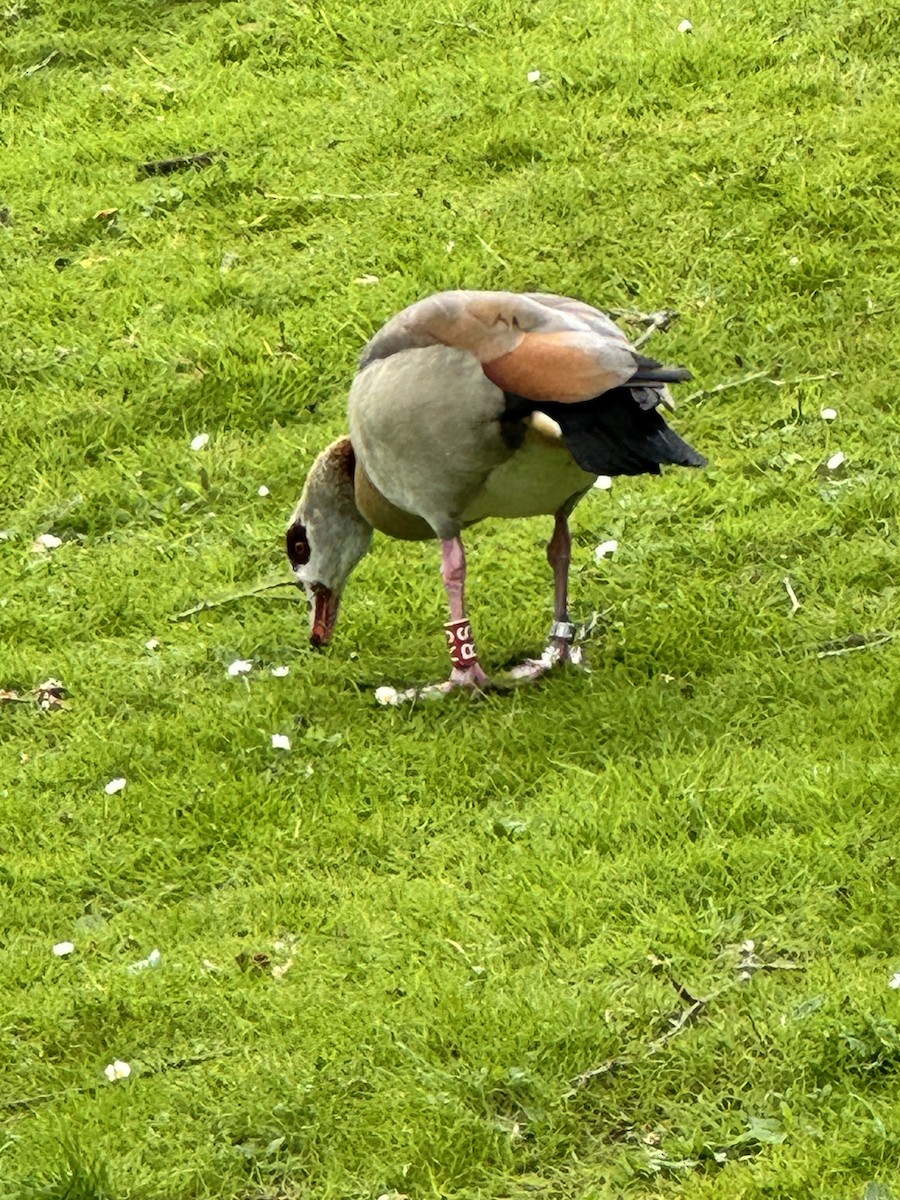 Egyptian Goose - ML646475223