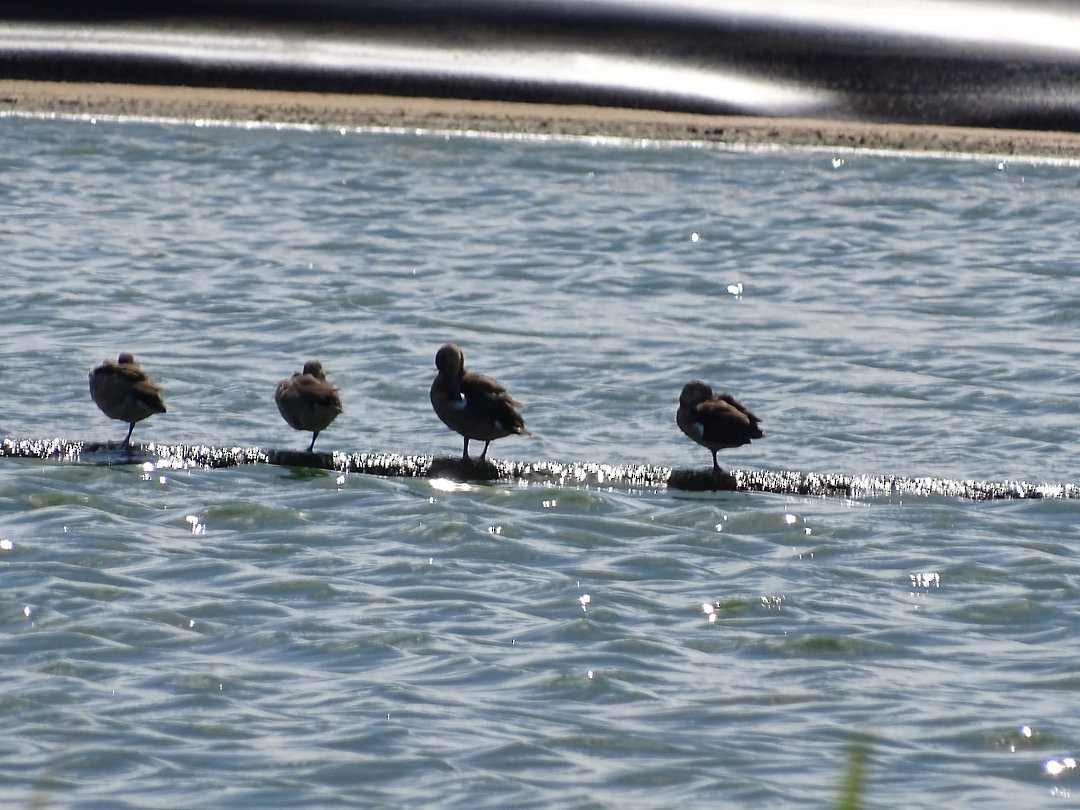 שרשיר צווארון - ML646475225
