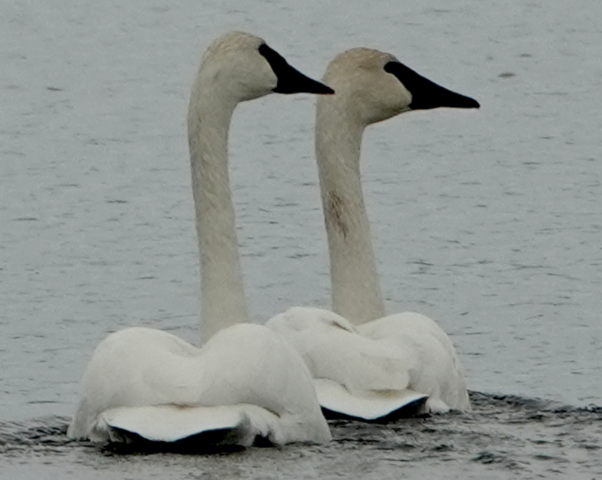 Trumpeter Swan - ML646475226