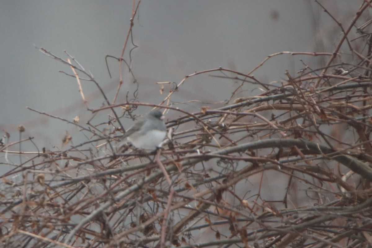 Dark-eyed Junco - ML646475227