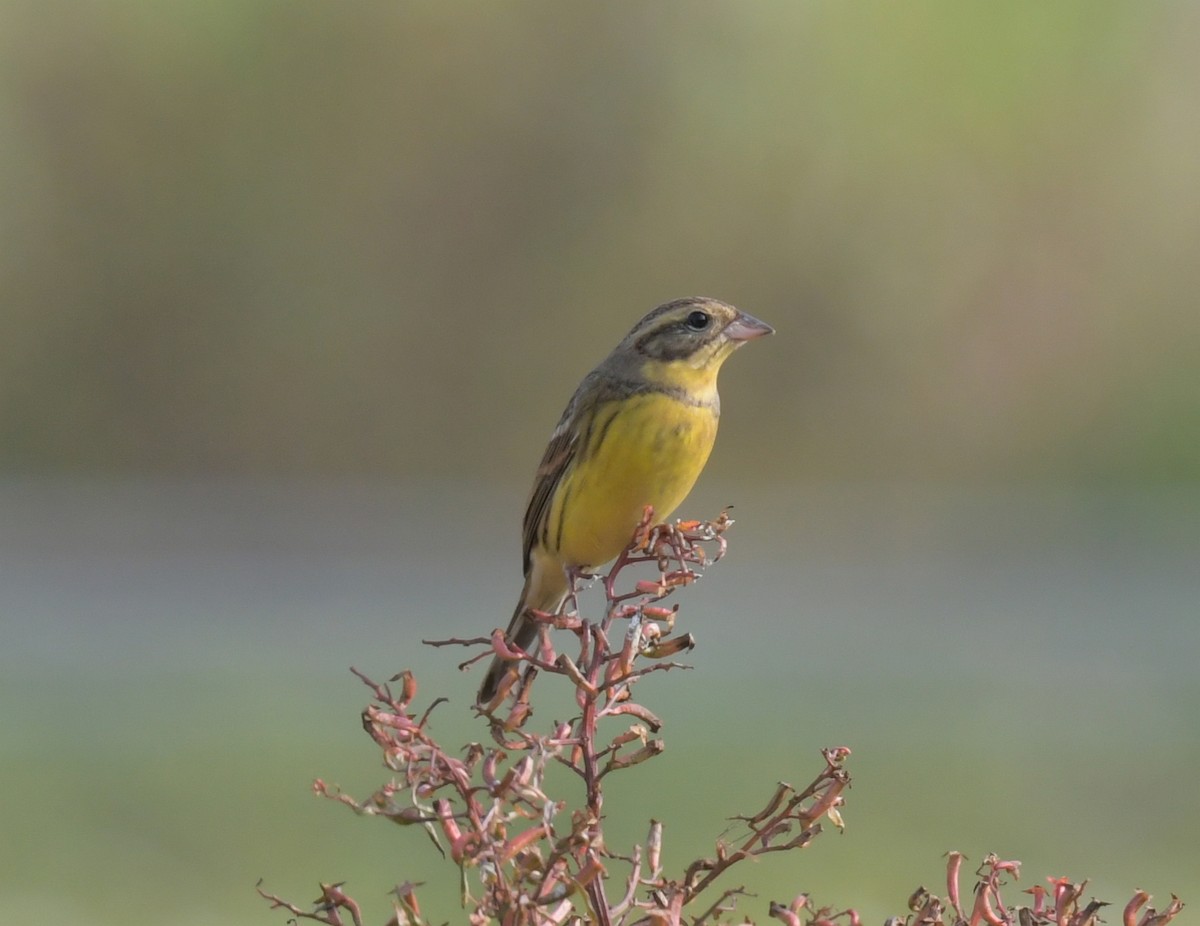 Yellow-breasted Bunting - ML646475228