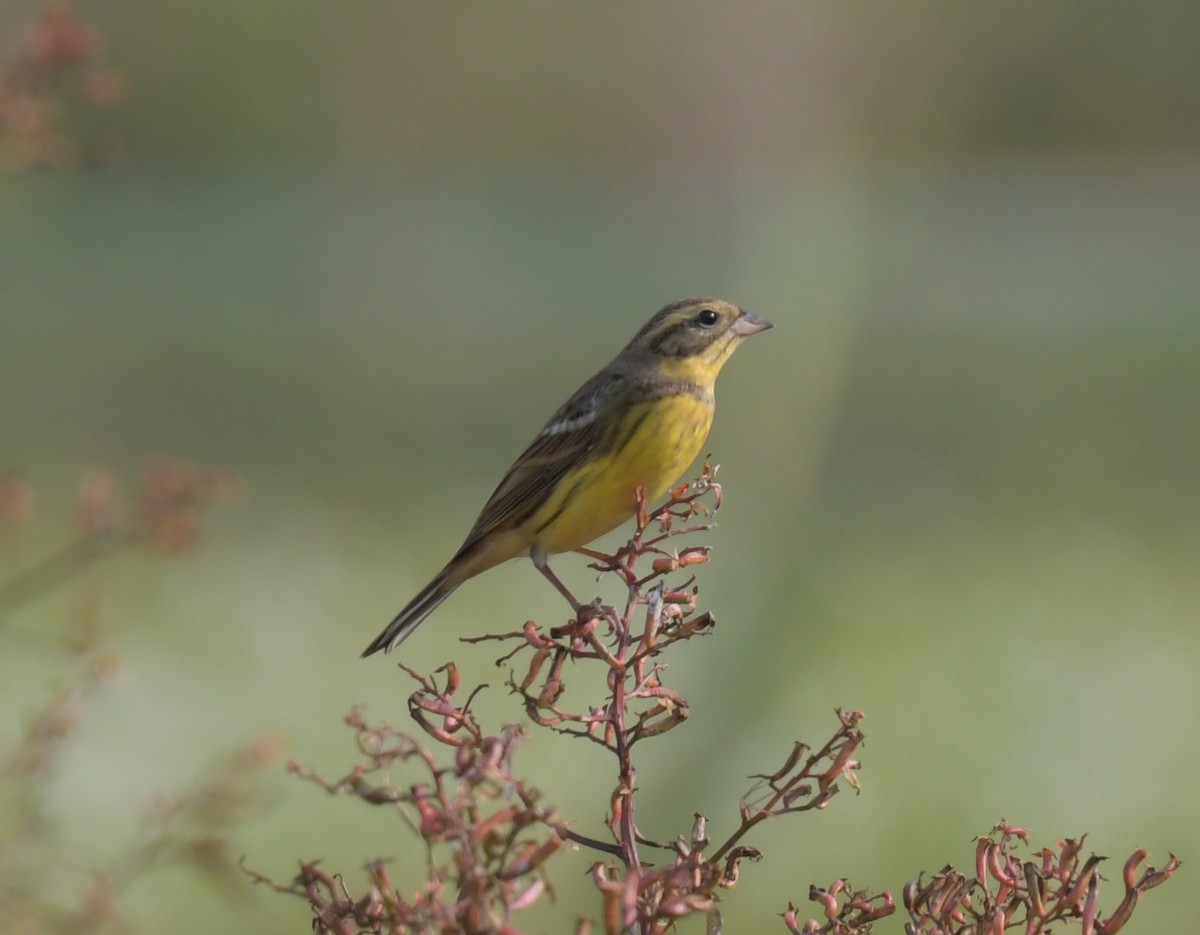 Yellow-breasted Bunting - ML646475229
