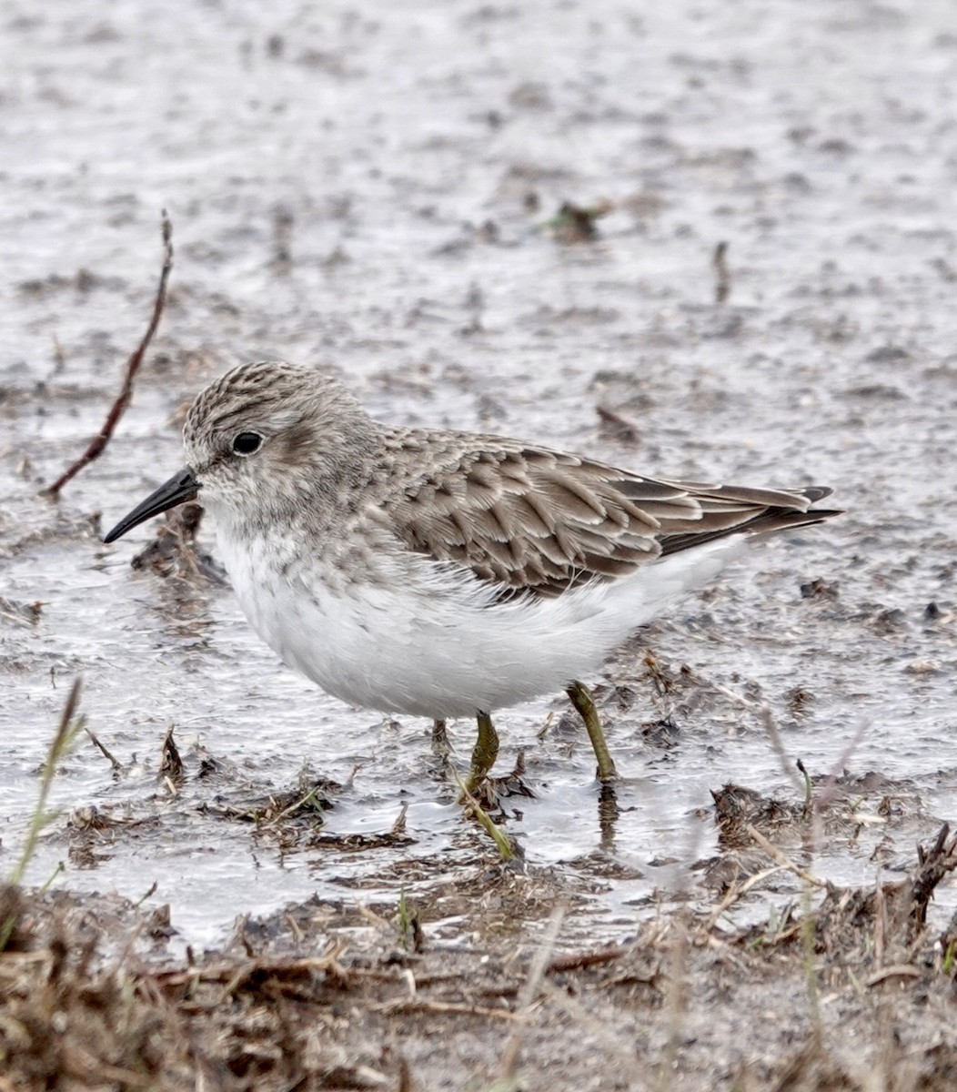 חופית זעירה - ML646475230