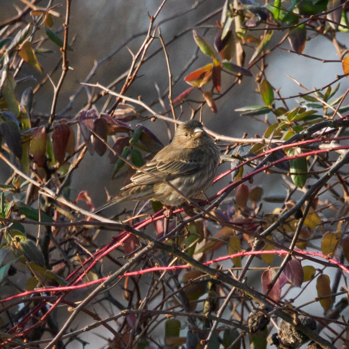 House Finch - ML646475232