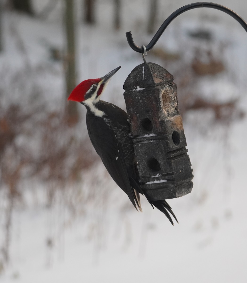 Pileated Woodpecker - ML646475235