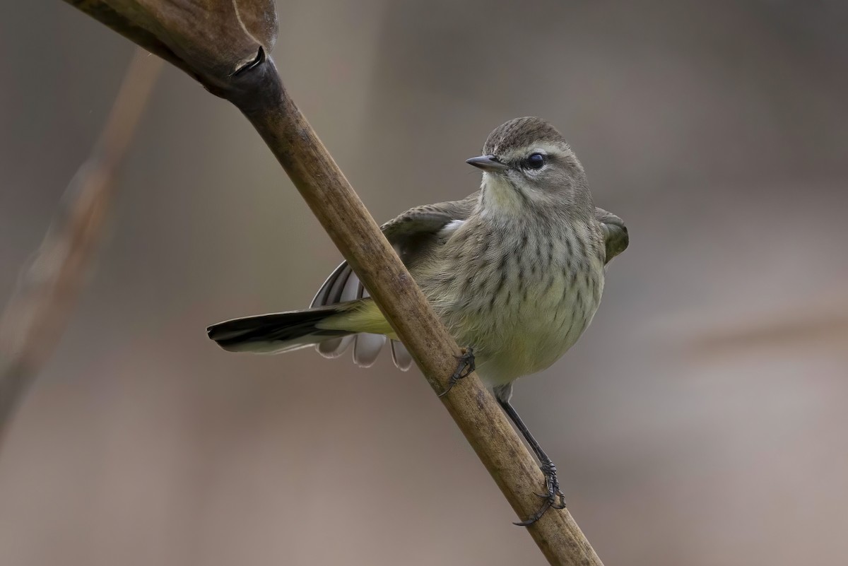 Palm Warbler - ML646475236