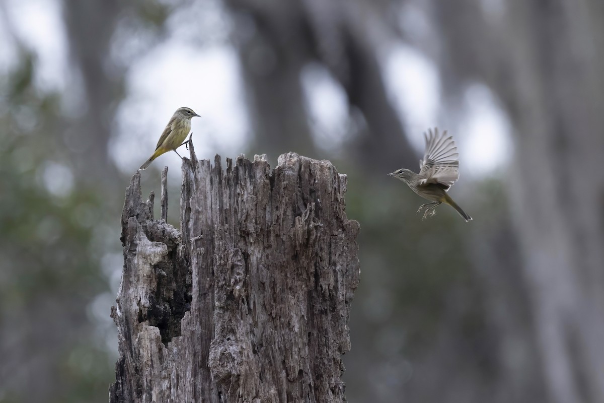 Palm Warbler - ML646475237