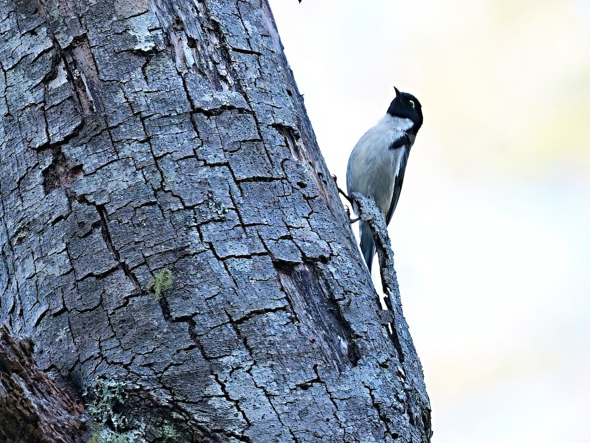 Медопійник чорноголовий - ML646475238