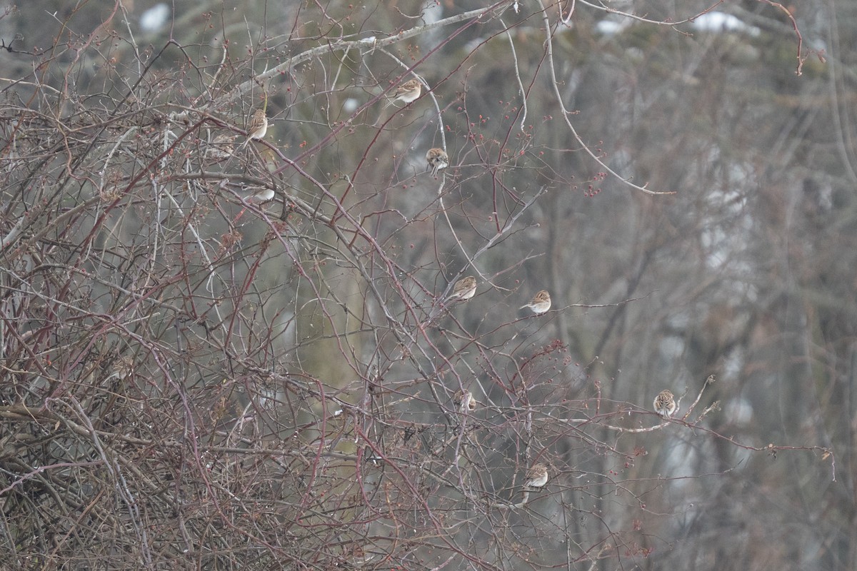 markspurv - ML646475240