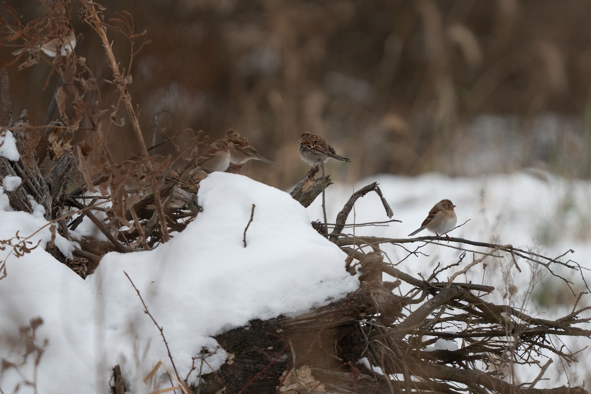 markspurv - ML646475241