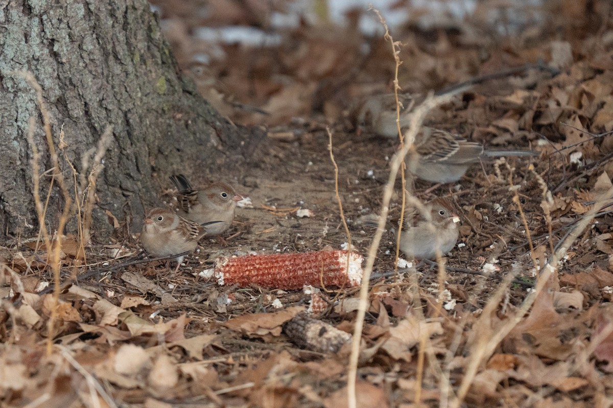 markspurv - ML646475242