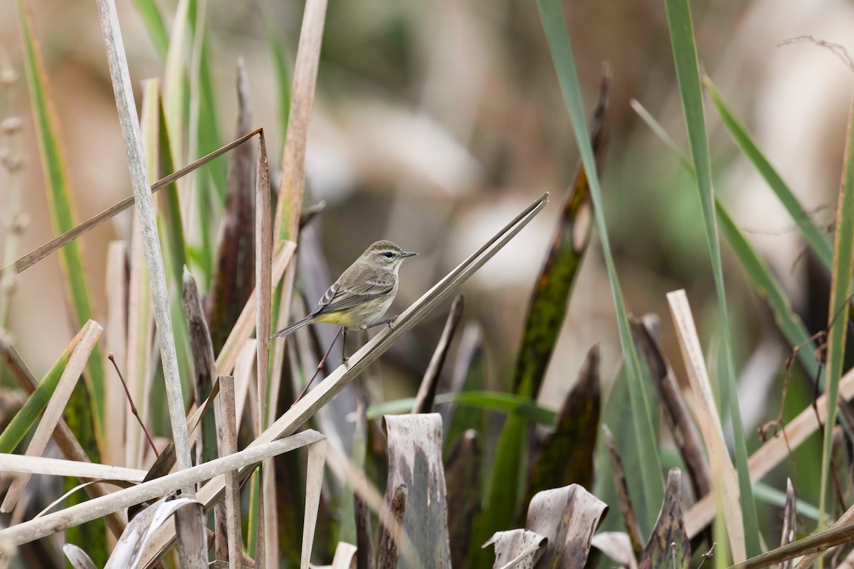 Palm Warbler - ML646475243
