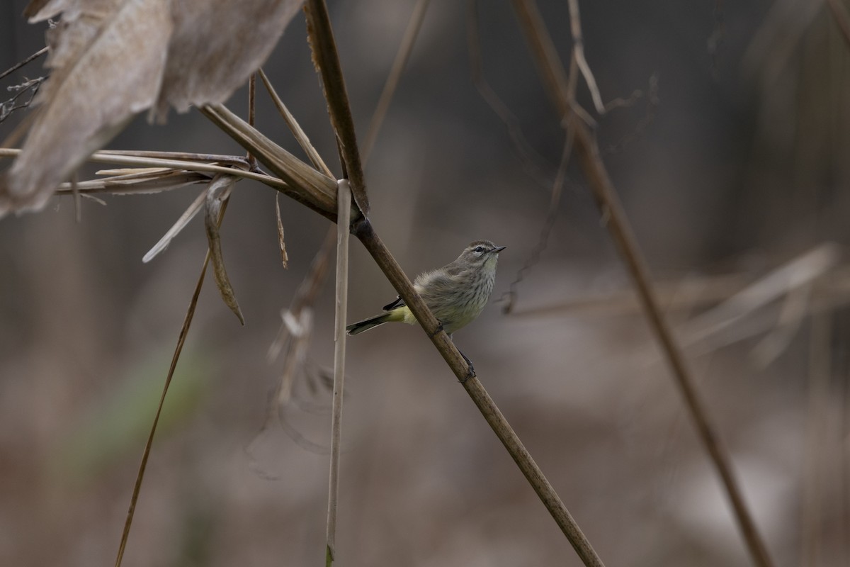 Palm Warbler - ML646475244