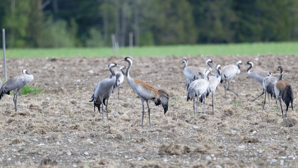 Common Crane - ML646475245