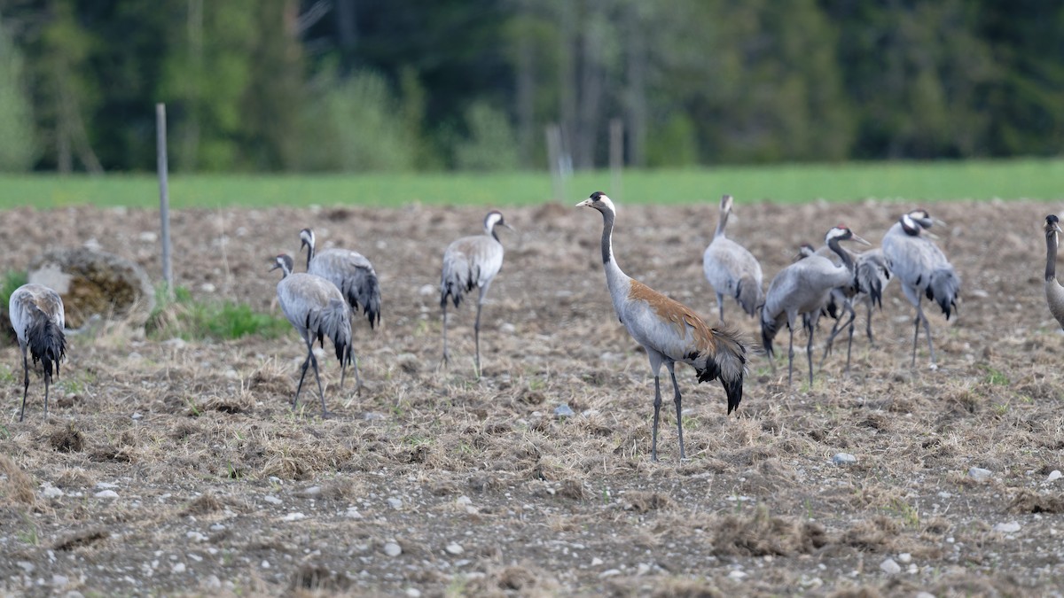 Common Crane - ML646475246