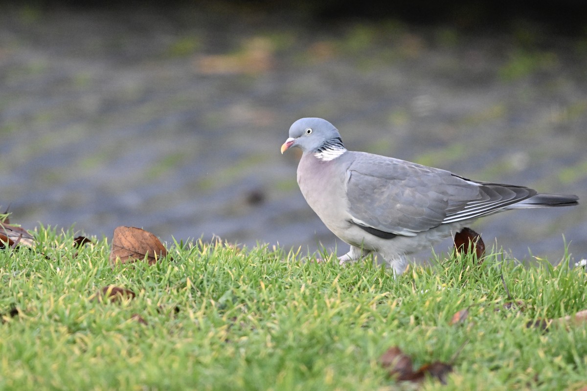 Paloma Torcaz - ML646475247