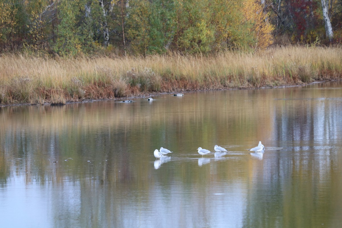 Ring-billed Gull - ML646475248