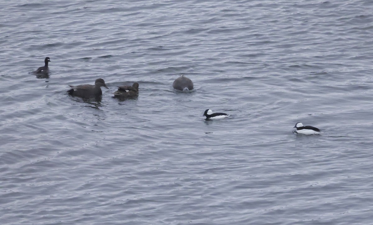 Boz Ördek - ML646475250