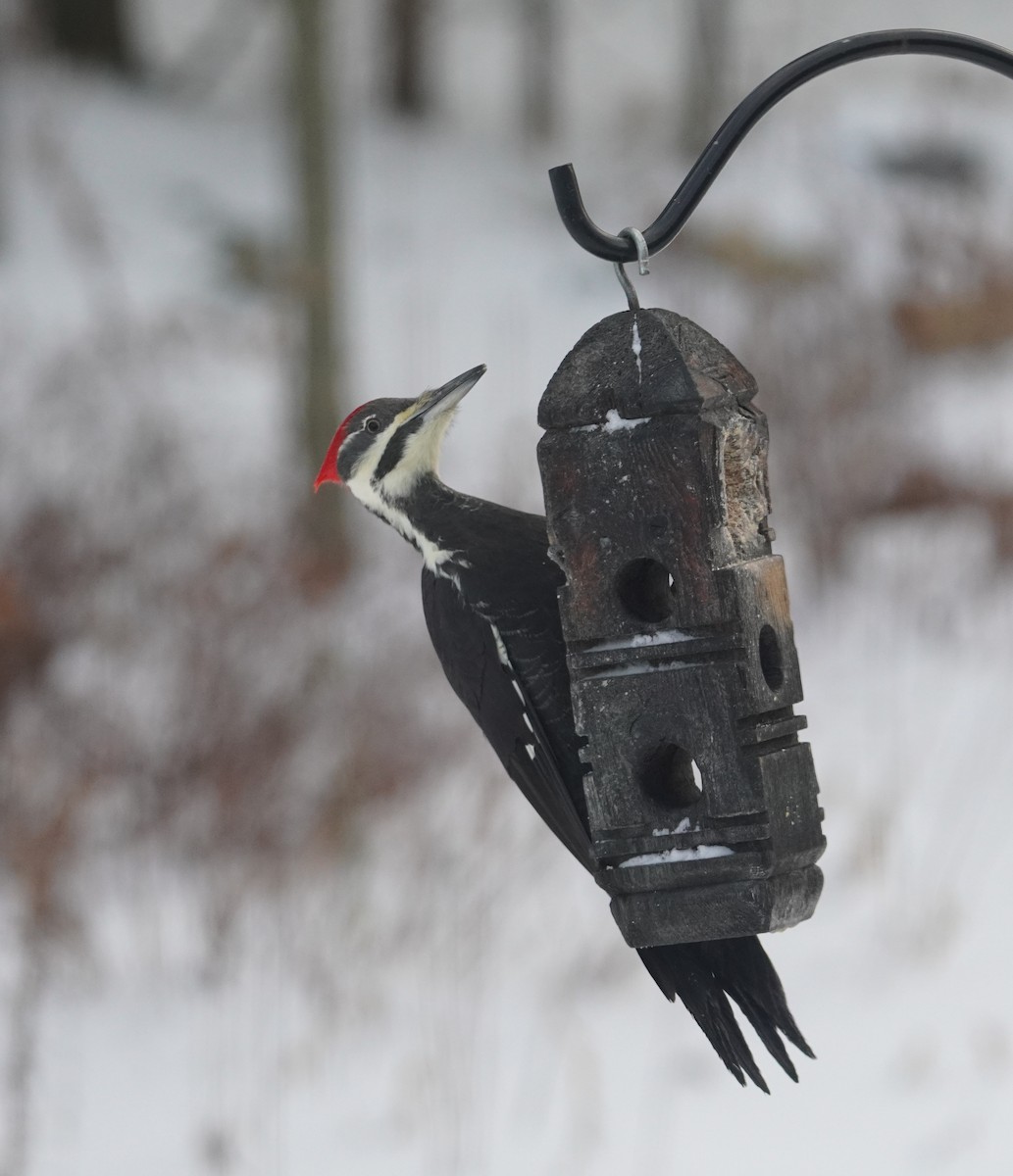 Pileated Woodpecker - ML646475251