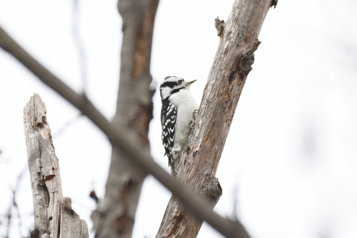 Downy Woodpecker - ML646475253