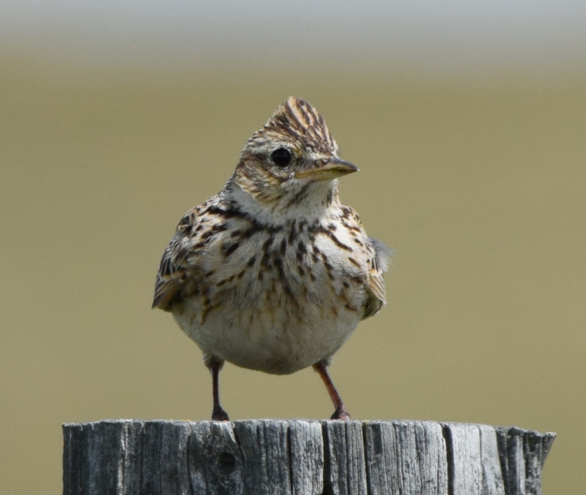 Hegatxabal arrunta - ML646475256