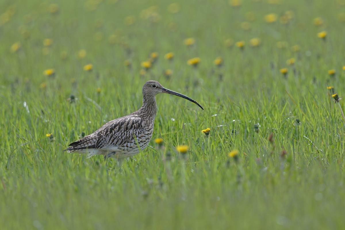 Eurasian Curlew - ML646475257