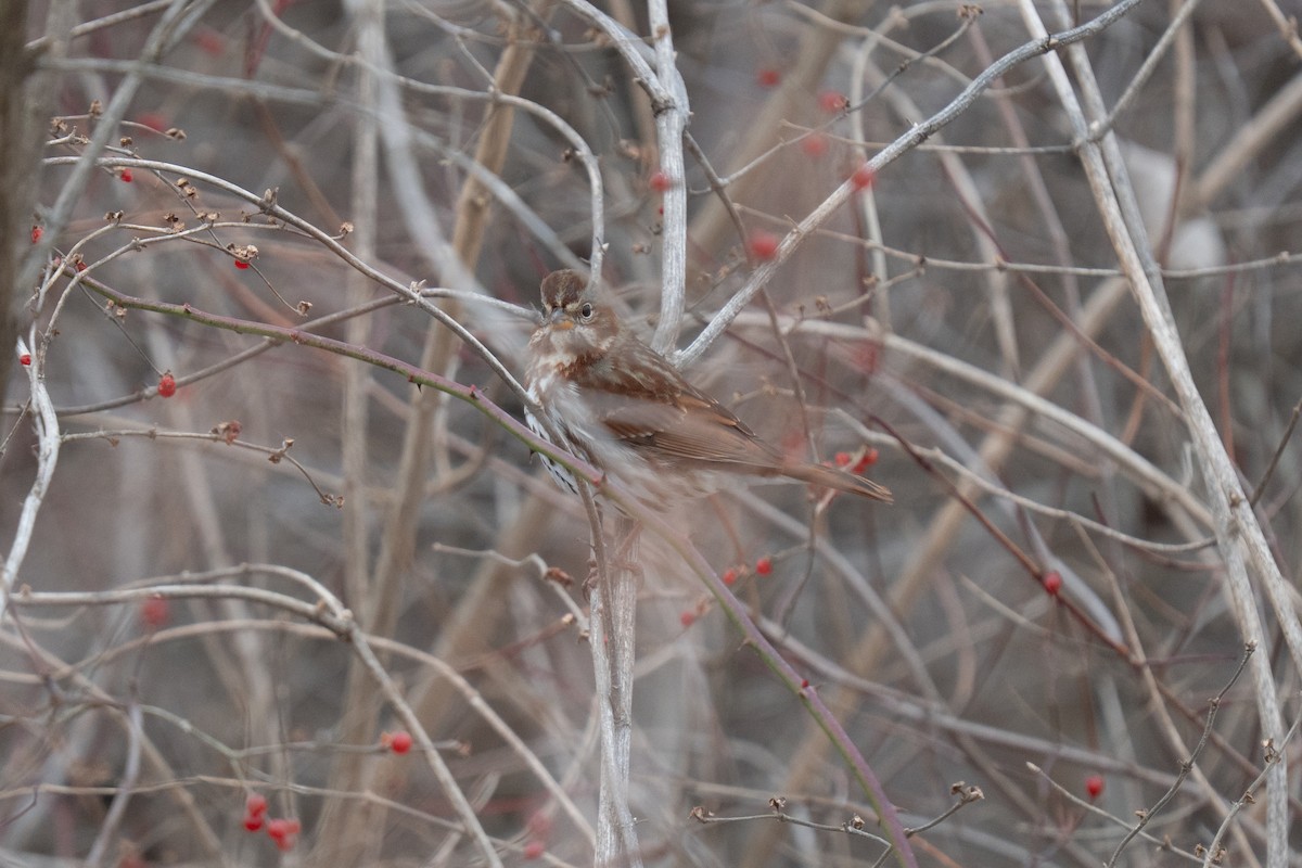 revespurv - ML646475259