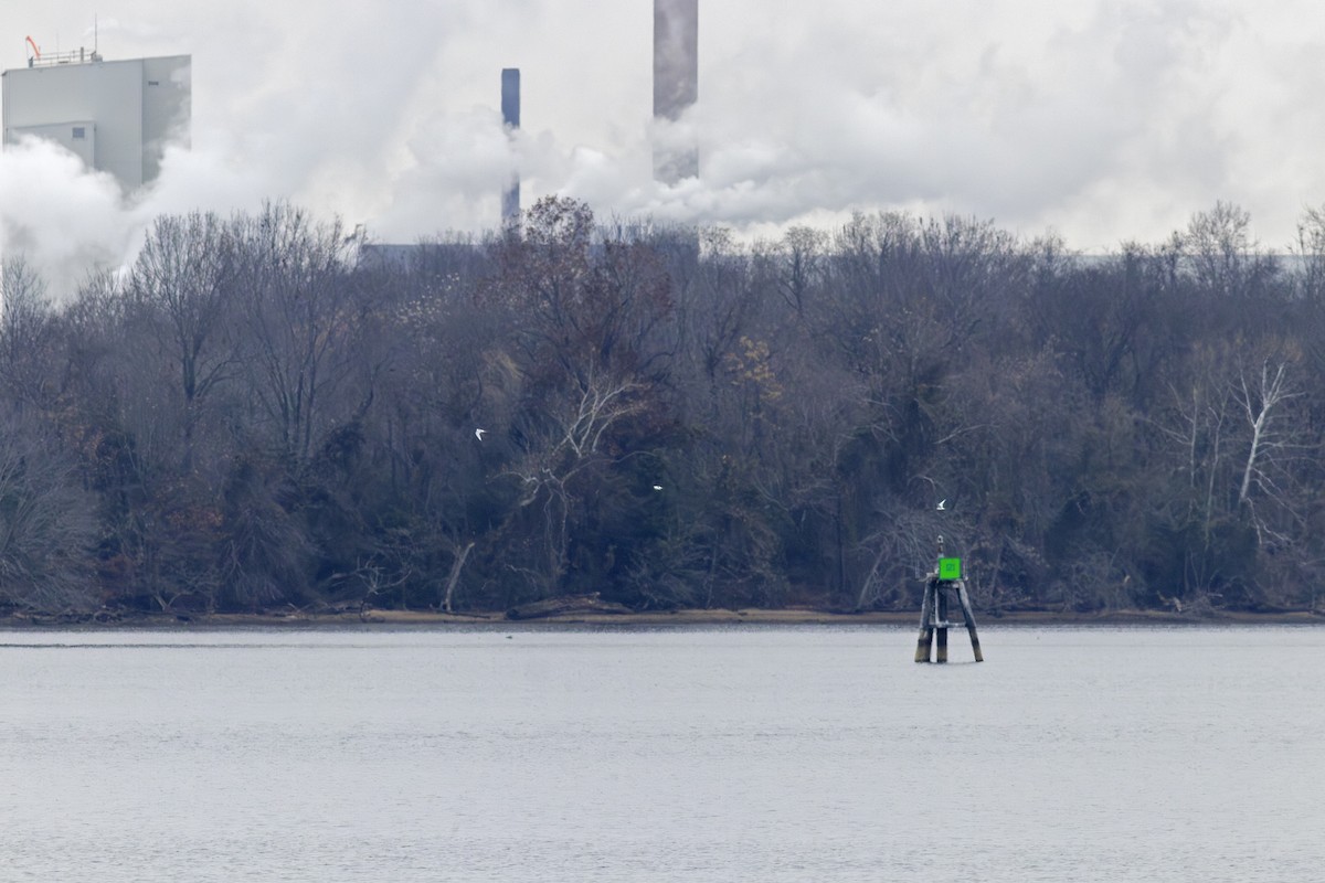 Forster's Tern - ML646475261