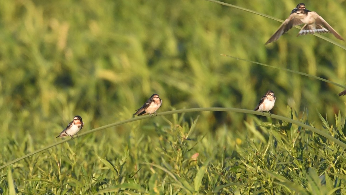 Rondine - ML646475263