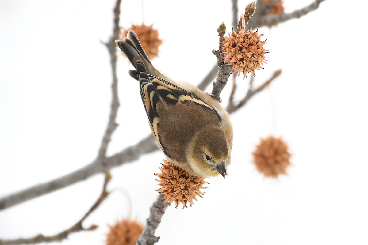 American Goldfinch - ML646475265