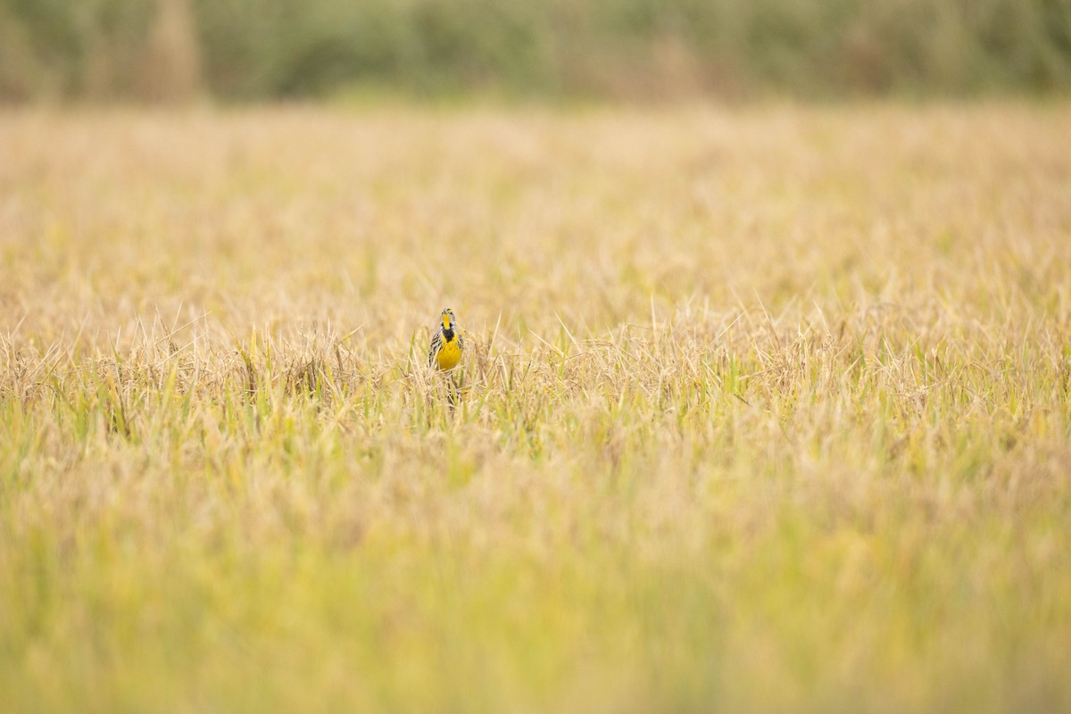 Eastern Meadowlark - ML646475266