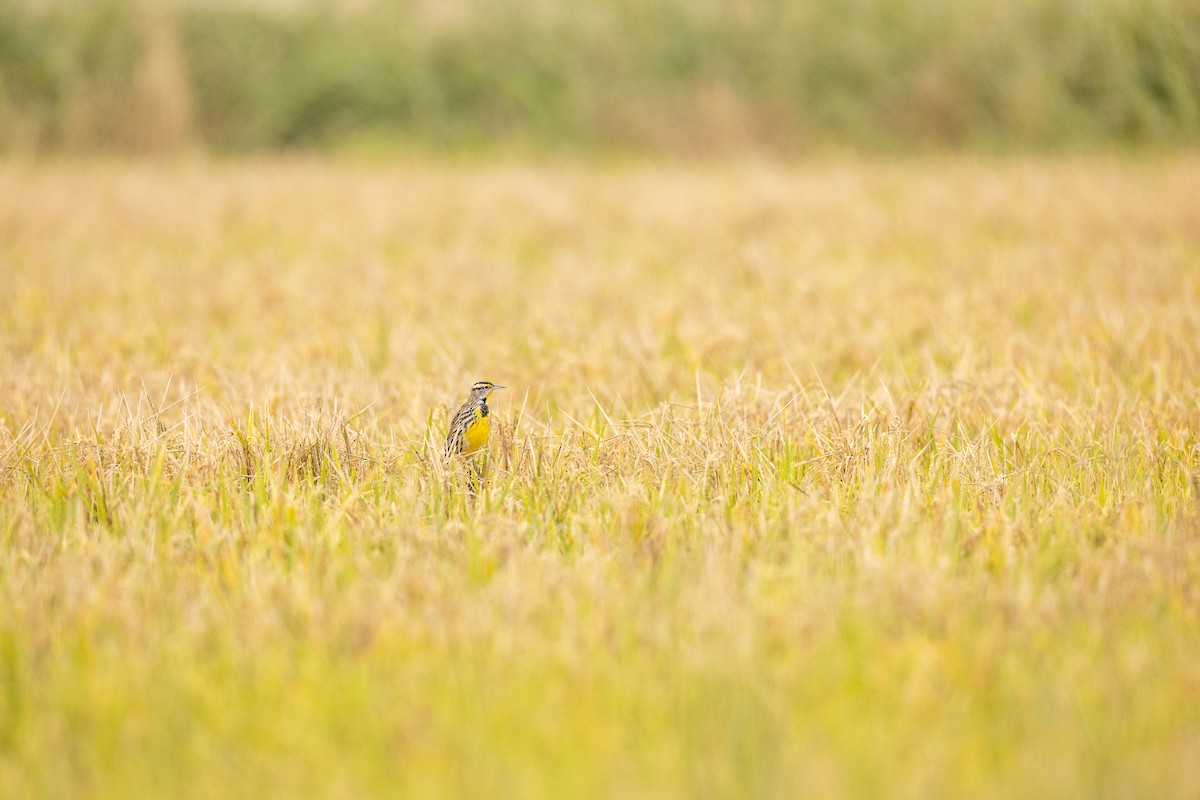 Eastern Meadowlark - ML646475267